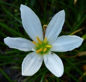 White Rainlily, Autumn Zephyrlily, Autumn Rainlily,  Peruvian Swamp-lily, Zephyranthes candida, Amaryllis candida